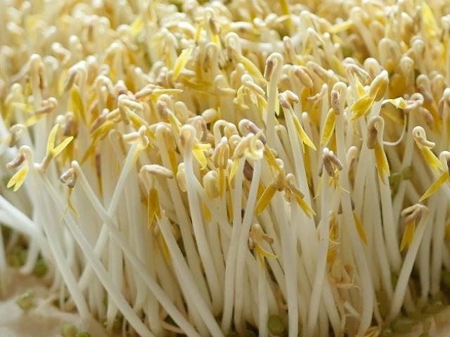 Làm giá đỗ bằng rổ tưởng khó ai ngờ dễ ợt, cả nhà ăn không hết-2