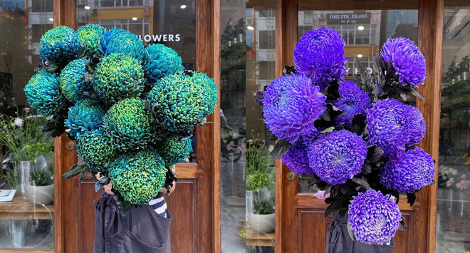Hoa cúc xanh khổng lồ đắt gấp 20 lần hàng chợ có gì đặc biệt mà gây sốt?-2