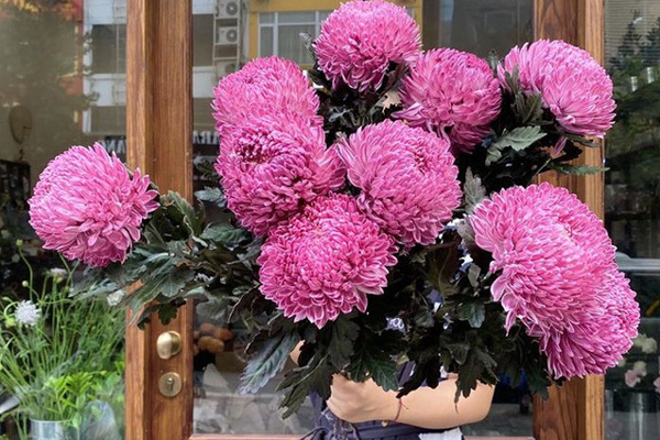 Bông hoa bé bằng cúc áo dùng làm thuốc, pha trà có giá bán tới 800.000 đồng/kg-10