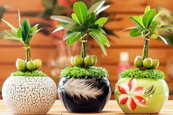 Những loại cây nghe tên đã thấy giàu, đặt bàn làm việc giúp thêm may mắn