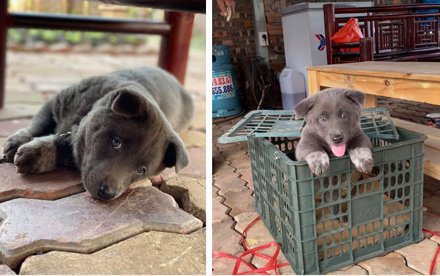 Chỉ sau 3 tháng thành đại boss quốc dân, chú chó Nguyễn Văn Dúi khiến dân mạng bất ngờ với màn dậy thì có vẻ không mấy thành công-3