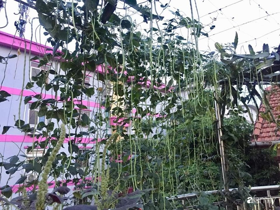 Mẹ đảm mát tay trồng đủ loại cây trái tốt tươi trên sân thượng ở Hà Nội-2