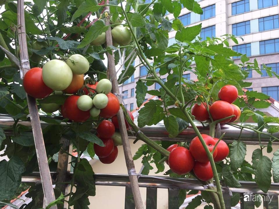 Mẹ đảm mát tay trồng đủ loại cây trái tốt tươi trên sân thượng ở Hà Nội-4