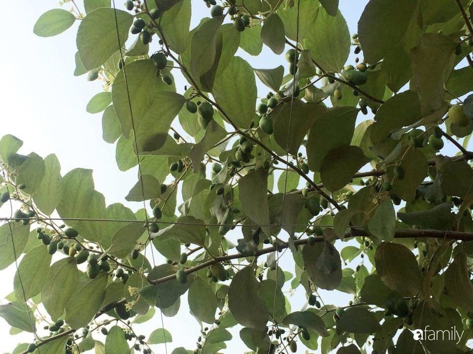 Mẹ đảm mát tay trồng đủ loại cây trái tốt tươi trên sân thượng ở Hà Nội-7