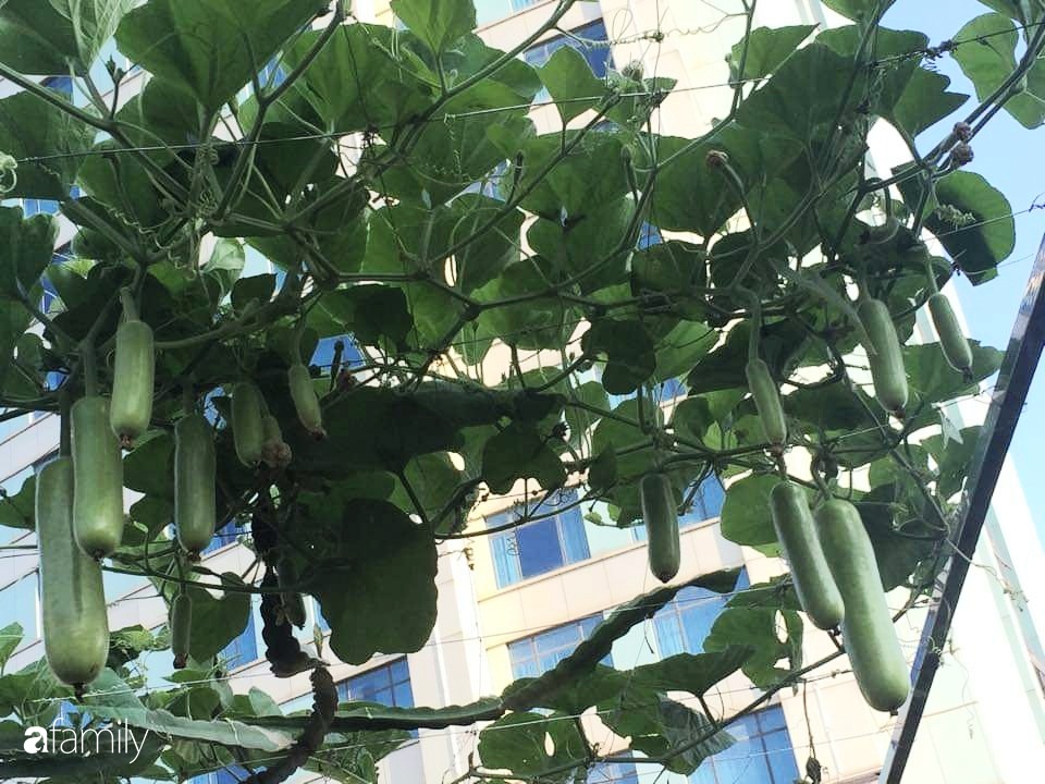 Mẹ đảm mát tay trồng đủ loại cây trái tốt tươi trên sân thượng ở Hà Nội-8