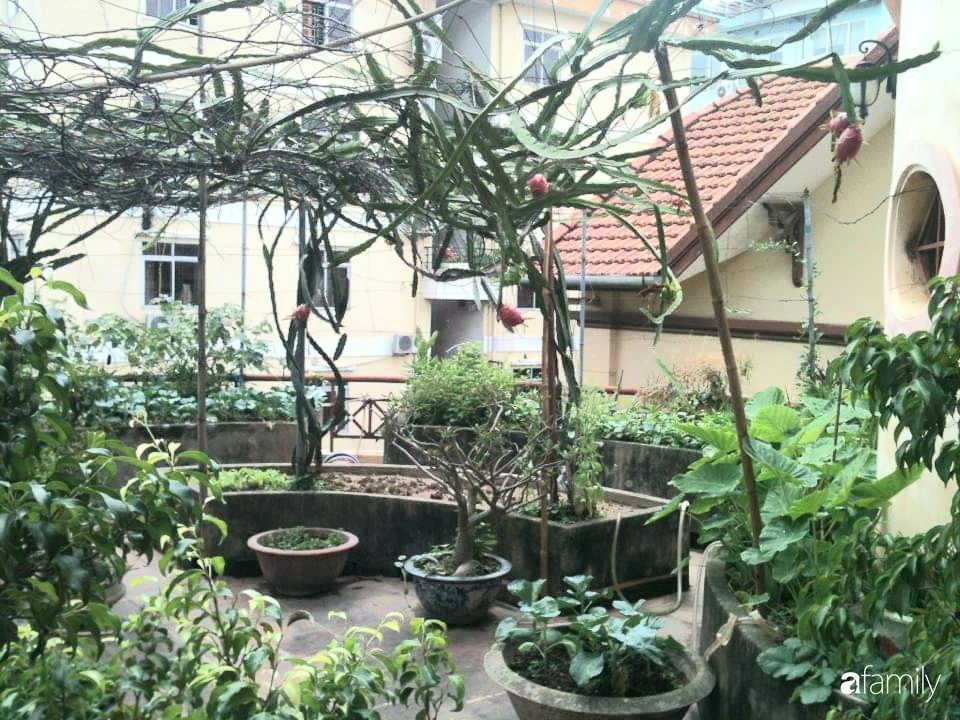 Mẹ đảm mát tay trồng đủ loại cây trái tốt tươi trên sân thượng ở Hà Nội-14
