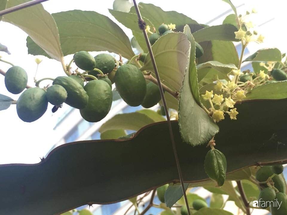 Mẹ đảm mát tay trồng đủ loại cây trái tốt tươi trên sân thượng ở Hà Nội-15
