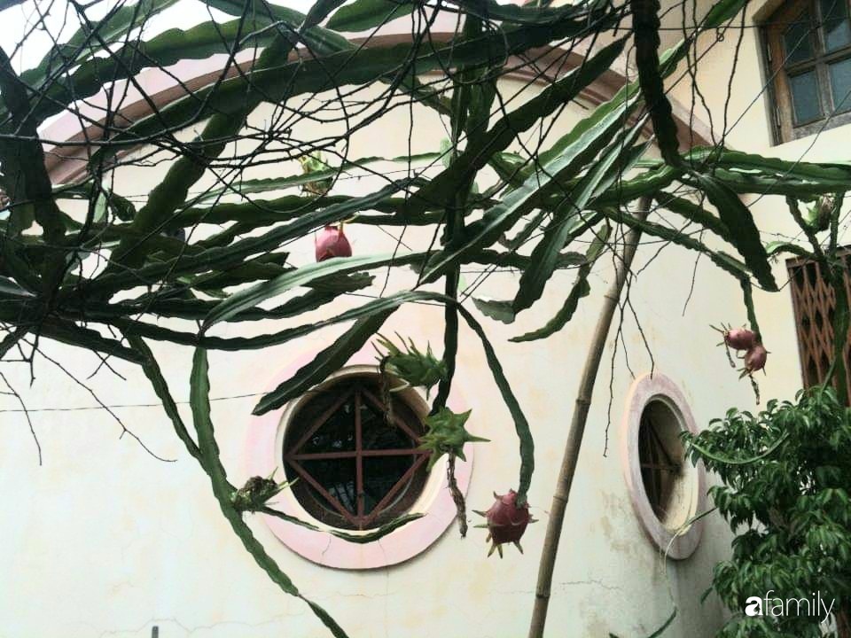 Mẹ đảm mát tay trồng đủ loại cây trái tốt tươi trên sân thượng ở Hà Nội-16
