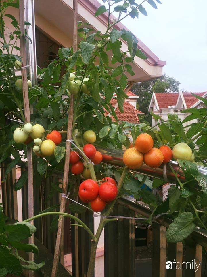 Mẹ đảm mát tay trồng đủ loại cây trái tốt tươi trên sân thượng ở Hà Nội-19