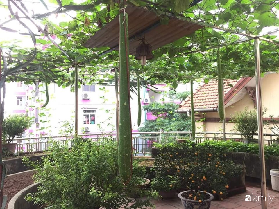 Mẹ đảm mát tay trồng đủ loại cây trái tốt tươi trên sân thượng ở Hà Nội-20