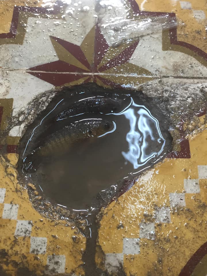 Sáng đi học, sững sờ phát hiện... cá bơi trên sàn, bức ảnh thu hút hơn 57 ngàn lượt like-2