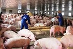 Giá lợn hơi lên đỉnh, gần 100.000 đồng/kg-2
