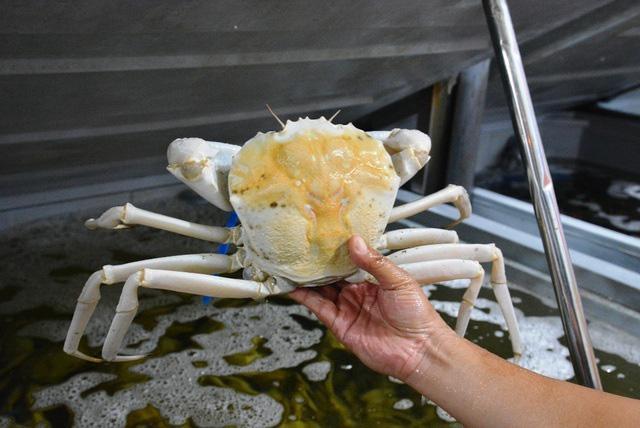 Loài cua trắng bóc, to tướng, thịt vô cùng thơm ngon hút hồn bà nội trợ Việt-1