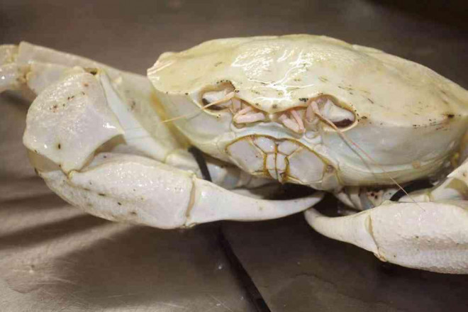 Loài cua trắng bóc, to tướng, thịt vô cùng thơm ngon hút hồn bà nội trợ Việt-2