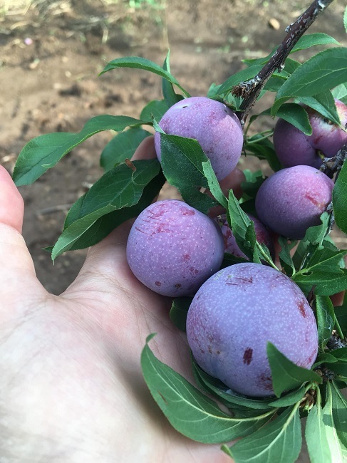 Loại mận Việt Nam đắt ngang nho Mỹ, ngọt như cherry được chị em săn lùng-1