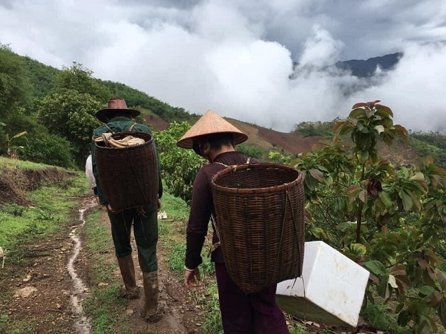 Loại mận Việt Nam đắt ngang nho Mỹ, ngọt như cherry được chị em săn lùng-2
