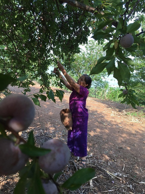 Loại mận Việt Nam đắt ngang nho Mỹ, ngọt như cherry được chị em săn lùng-3