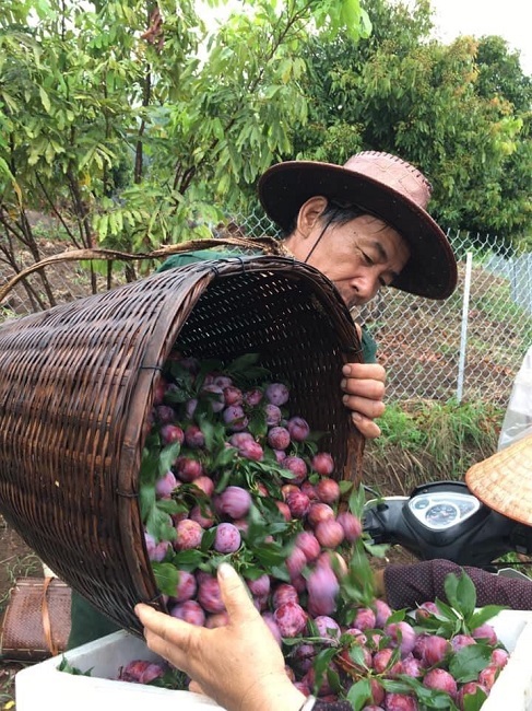 Loại mận Việt Nam đắt ngang nho Mỹ, ngọt như cherry được chị em săn lùng-4