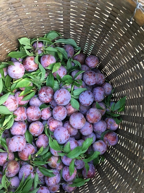 Loại mận Việt Nam đắt ngang nho Mỹ, ngọt như cherry được chị em săn lùng-5