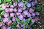 Hết thời giá rẻ, nhà giàu Việt ăn cherry Mỹ 1 triệu/kg-3