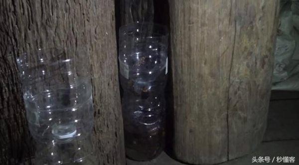 Người Thái diệt trăm con gián chỉ với một chai nhựa, cả thế giới nhìn muốn học theo-4