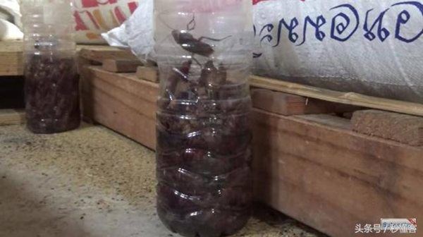 Người Thái diệt trăm con gián chỉ với một chai nhựa, cả thế giới nhìn muốn học theo-5