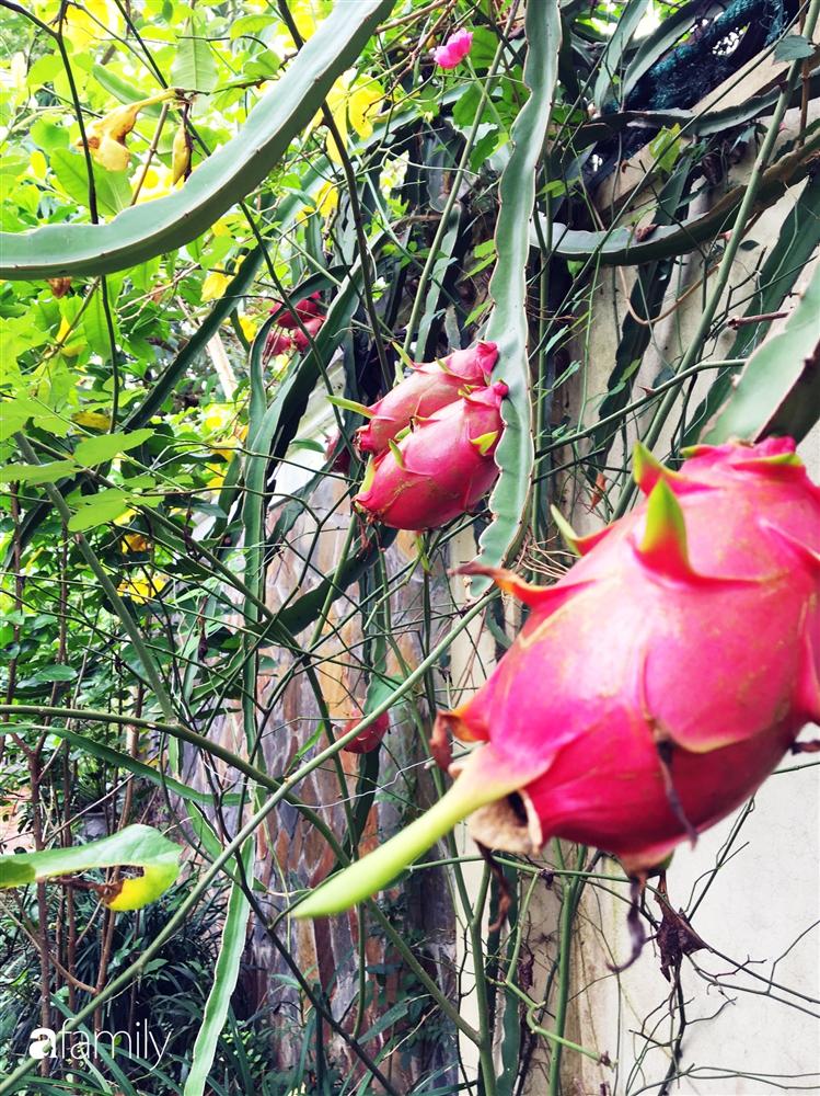 Vườn cây và hoa rực rỡ níu những bình yên ở ngoại ô Hà Nội giúp gia đình trẻ tránh xa ồn ào của phố thị-13