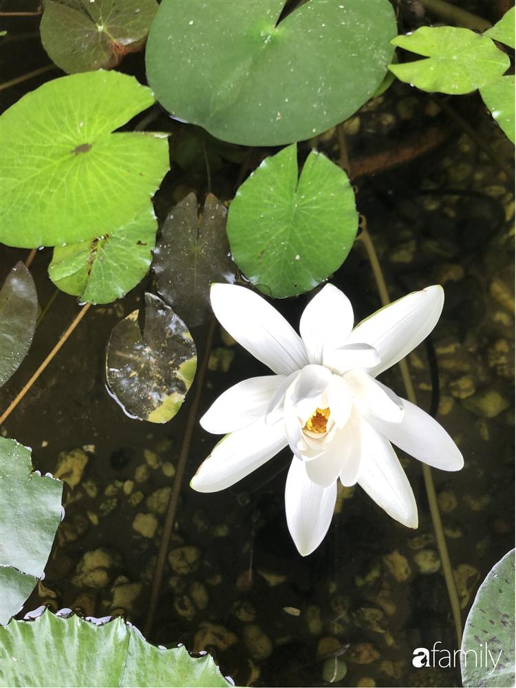 Vườn cây và hoa rực rỡ níu những bình yên ở ngoại ô Hà Nội giúp gia đình trẻ tránh xa ồn ào của phố thị-18