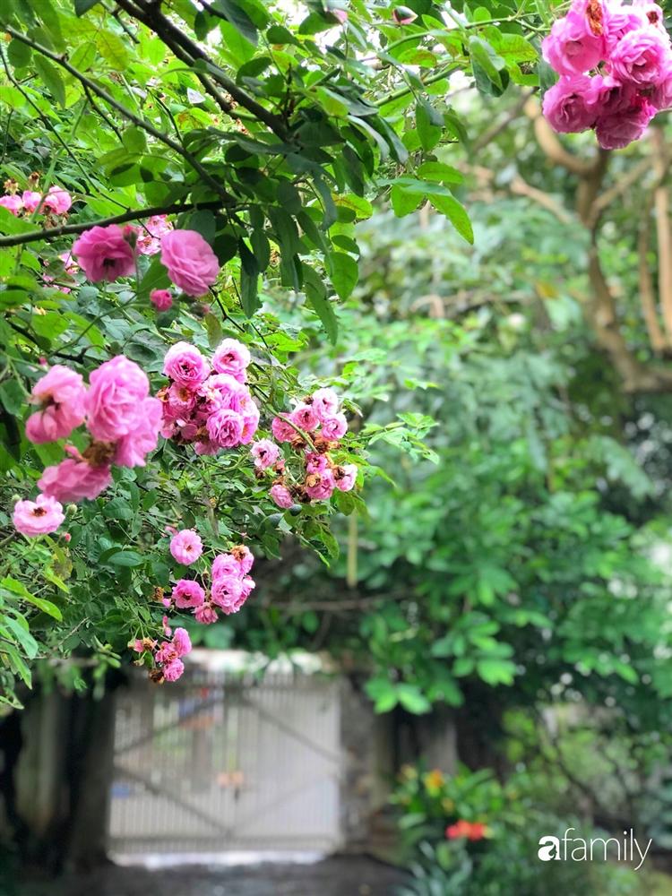 Vườn cây và hoa rực rỡ níu những bình yên ở ngoại ô Hà Nội giúp gia đình trẻ tránh xa ồn ào của phố thị-21