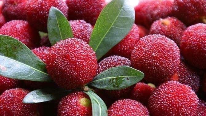 Thanh mai Trung Quốc ồ ạt về chợ, giá đắt dân Việt vẫn ăn hàng ngày-1