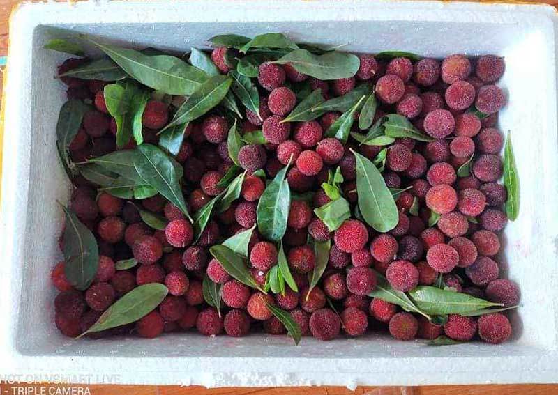 Thanh mai Trung Quốc ồ ạt về chợ, giá đắt dân Việt vẫn ăn hàng ngày-2