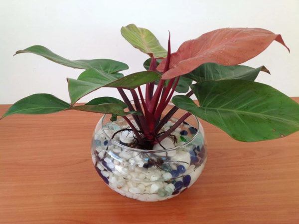 Những loại cây may mắn đặt trên bàn thờ, gia chủ làm gì cũng hanh thông-4