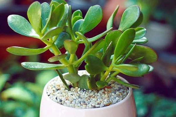 4 loại cây phát tài nên đặt trên bàn thờ tổ tiên, càng giàu càng nên đặt-7