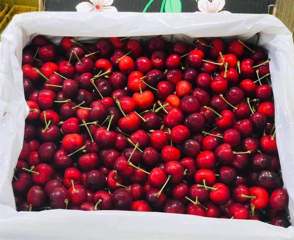Hết thời giá rẻ, nhà giàu Việt ăn cherry Mỹ 1 triệu/kg-2
