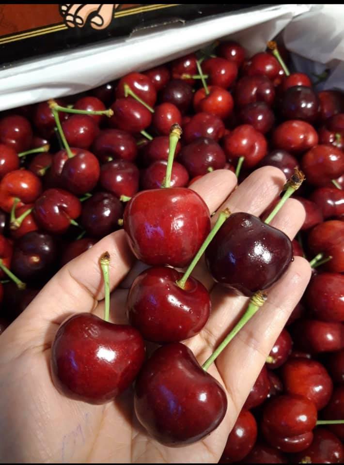 Hết thời giá rẻ, nhà giàu Việt ăn cherry Mỹ 1 triệu/kg-1