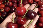 Cherry Nhật kỷ lục 64 triệu 15 quả, về Việt Nam giá 6,6 triệu/kg-5