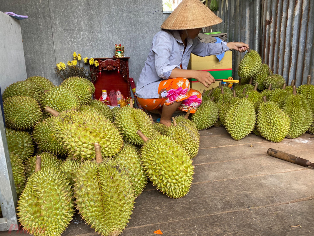 Vua của các loại trái cây đại hạ giá ở vỉa hè Sài Gòn, vì sao?-2