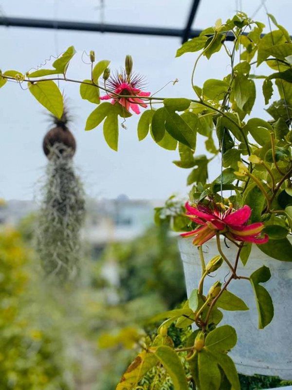 Nữ ca sĩ lấy chồng rút khỏi showbiz, về ngoại thành mua biệt thự trồng hoa, cây cảnh-11