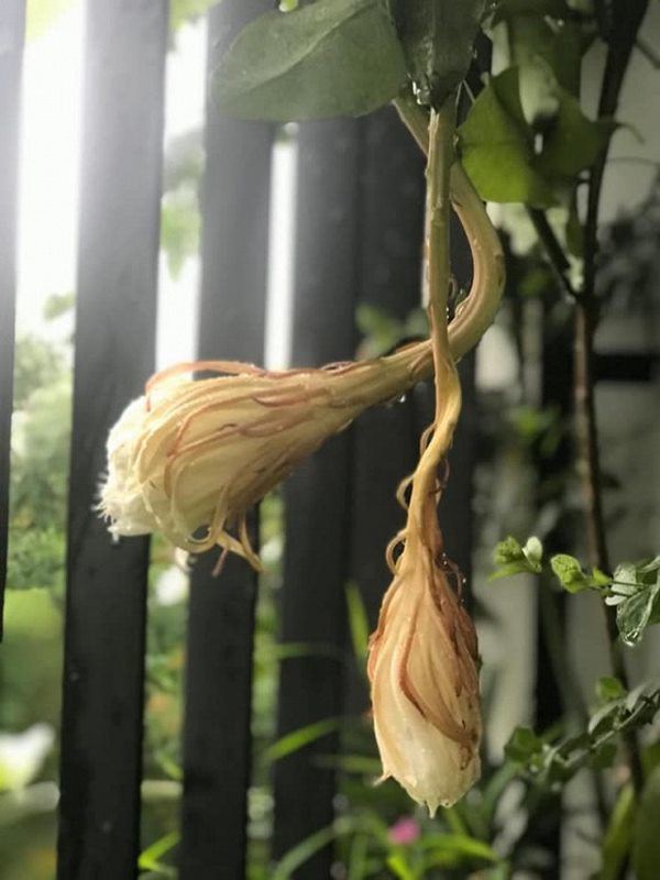 Nữ ca sĩ lấy chồng rút khỏi showbiz, về ngoại thành mua biệt thự trồng hoa, cây cảnh-14