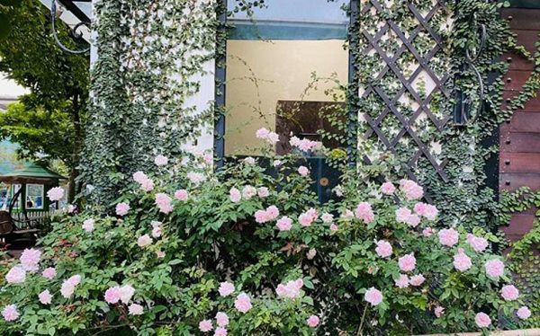 Nữ ca sĩ lấy chồng rút khỏi showbiz, về ngoại thành mua biệt thự trồng hoa, cây cảnh-9