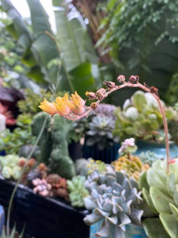 Nữ ca sĩ lấy chồng rút khỏi showbiz, về ngoại thành mua biệt thự trồng hoa, cây cảnh-15