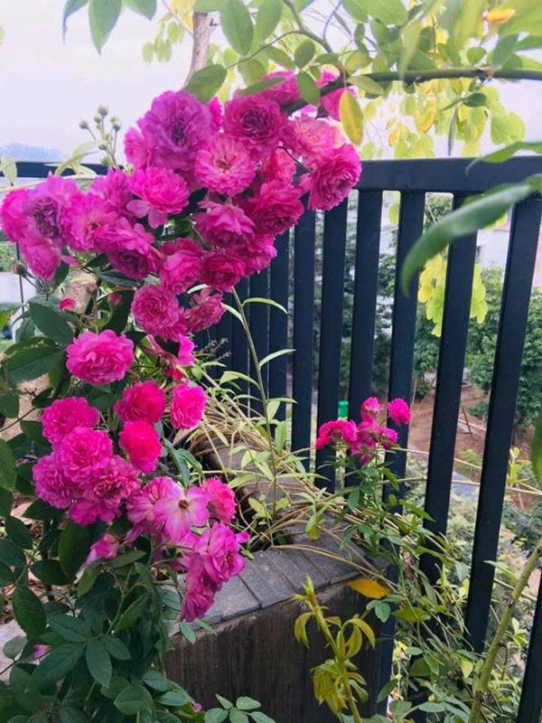 Nữ ca sĩ lấy chồng rút khỏi showbiz, về ngoại thành mua biệt thự trồng hoa, cây cảnh-12