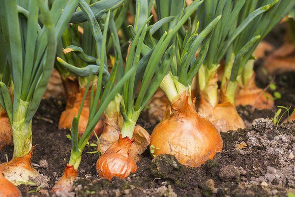 Growing onions at home is not as difficult as you think, learn this method, and 4 weeks later you can cook without running out-1