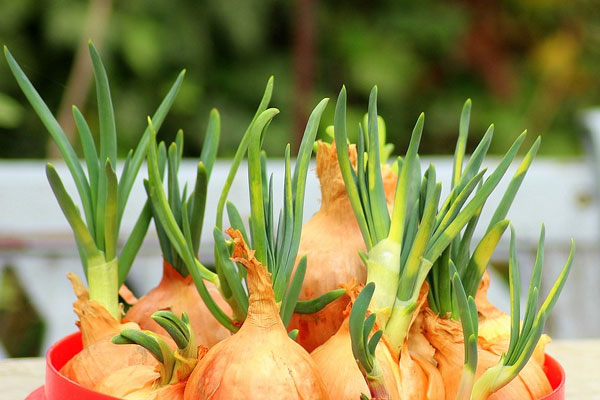 Vì sao ăn bít tết lại có trứng ốp tái bên cạnh, nhiều người bất ngờ khi biết sự thật-4