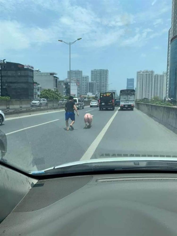 Chú lợn quyết tâm đào tẩu khỏi xe vận chuyển để chạy bộ khiến tài xế được 1 phen tập thể dục giữa trời nắng nóng-1
