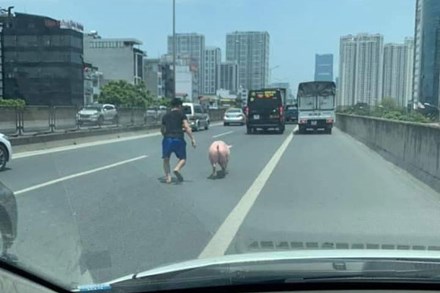 Chú lợn quyết tâm đào tẩu khỏi xe vận chuyển để chạy bộ khiến tài xế được 1 phen tập thể dục giữa trời nắng nóng