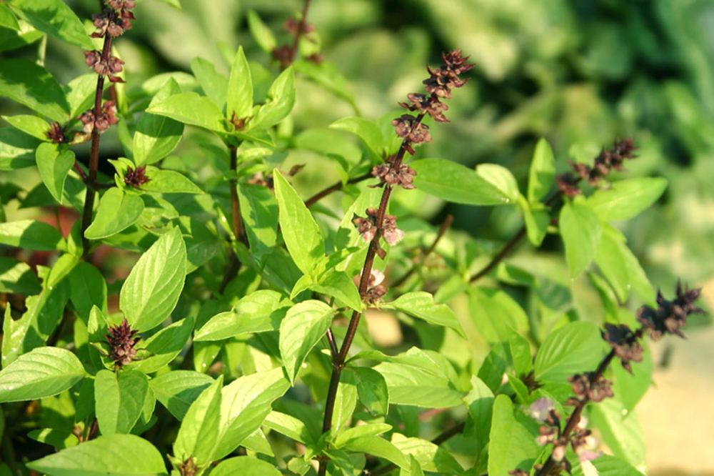 Răng trắng khỏe, loại bỏ hết vết ố vàng chỉ 8 bí quyết cực đơn giản này-5