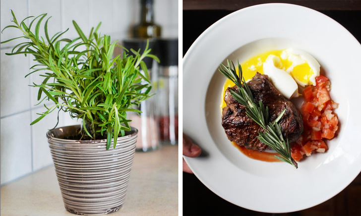 Gợi ý 15 loại cây cảnh bạn nên trồng để vừa làm đẹp nhà vừa tốt cho sức khỏe-5