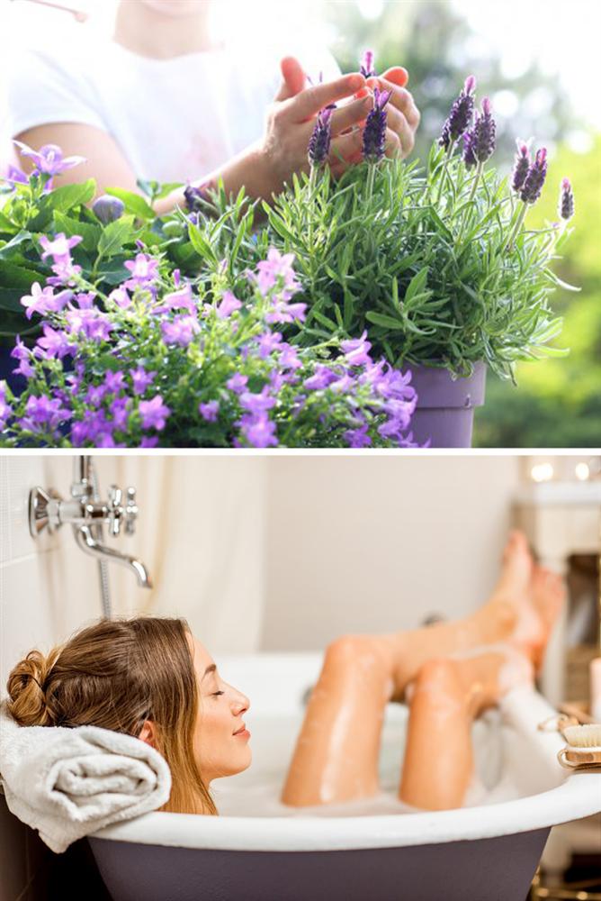 Gợi ý 15 loại cây cảnh bạn nên trồng để vừa làm đẹp nhà vừa tốt cho sức khỏe-7