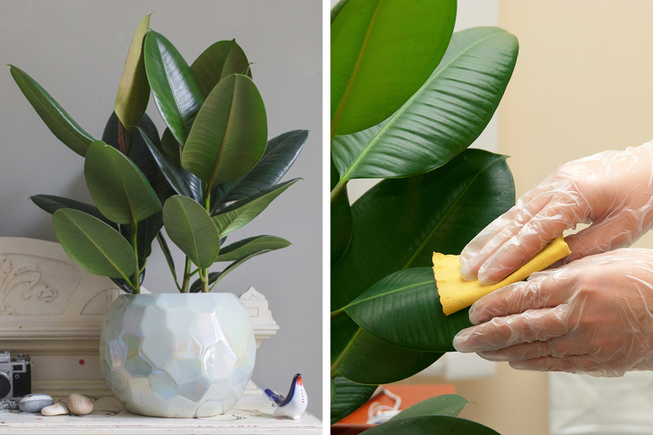 Gợi ý 15 loại cây cảnh bạn nên trồng để vừa làm đẹp nhà vừa tốt cho sức khỏe-10